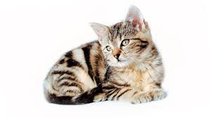 Ruyada Kedi Gormek Yavru Beyaz Kedi Sevmek Ne Anlama Gelir Diyadinnet