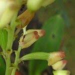 Image result for Polystachya odorata