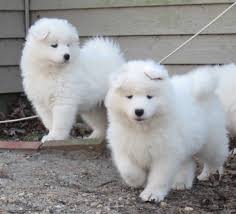 Below is a sample search of our samoyed breeders with puppies for sale. Samoyed Puppies For Sale Michigan Petfinder