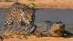 Dua hewan penguasa hutan ini rimba ini jika dipertemukan siapa yang akan  menang ya? Atau mereka malah akrab? Jaguars vs. Crocs di National  Geographic Wild pukul 10.30 (Ch.202) #NexShow