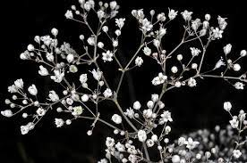 Gypsophila Paniculata Fl Gcarr1 Jpg 1000 664 Baby S Breath Bouquet