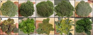 The flower heads are eaten before they bloom; Identification Of Heat Tolerance Loci In Broccoli Through Bulked Segregant Analysis Using Whole Genome Resequencing Springerlink