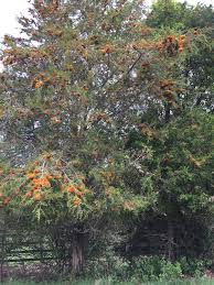 Please note this is an experimental tool and may not be accurate. Odd Orange Growth On Evergreen Tree 395529 Ask Extension