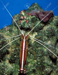 Are you wondering about the differences of spearmint vs peppermint? Peppermint Shrimp In Aquarium Stock Photo Picture And Royalty Free Image Image 11410459