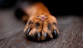 We did not find results for: Woman S Dog Eats Engagement Ring During Photo Shoot
