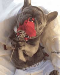 We are located in the tampa bay, florida (close to skyway bridge, sarasota, st. French Bulldog Breeder Puppies Frenchies For Sale Florida Home Page Available Puppies