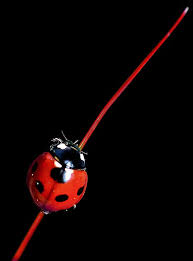 Black And Red Ladybug Meaning I Want To Paint This But In The Background I Would Add Sponge Texture Using Green Red Orange Andyellow Ladybug Ladybird Lady Beetle