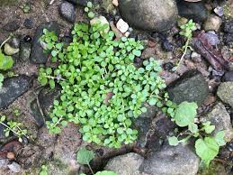 Image result for Callitriche vulcanicola