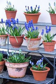 Der Fruhlingsgarten Sechs Typische Fruhlingsblumen Fur Den Garten Nzz Bellevue Fruhling Blumen Fruhlingsgarten Fruhlingsblumen