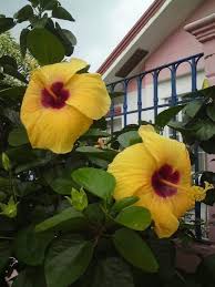 Image result for Hibiscus panduriformis