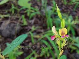 Image result for Alysicarpus