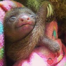 Sloths Com Au Http Sloths Com Au 2015 04 01 Sloths Holding Hand Cute Sloth Pictures Cute Animals Baby Sloth