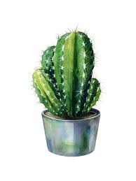 Image result for Disperis kilimanjarica