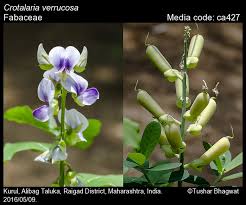 Image result for Crotalaria verrucosa