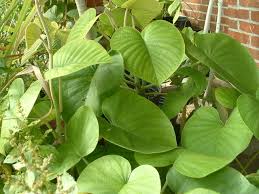 Image result for Argyreia nervosa