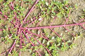 That means that it completes its life cycle within a single year, germinating in the spring or early summer, going to seed and dying once cold weather returns, mann says. Purslane Portulaca Oleracea Research Weed Control Advice