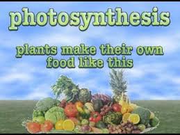Photosynthesis Song Chloroplasts And Chlorophyll Photosynthesis Plant Lessons Learning Science