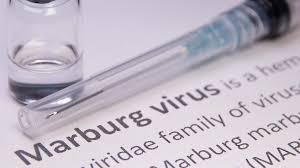 Marburg virus is related to the ebola virus in that both viruses belong to the filovirus family. Kzpbarvds8u1am