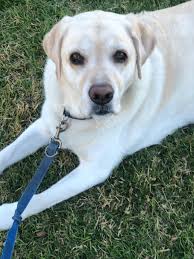 I need prayers for my Bailey I'm at the emergency vet with her now. Her  breathing was rapid and short breaths.