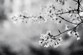 Black And White Cherry Blossoms Wallpaper Pin By Fuyuki Hirose On Random Cherry Blossom Wallpaper Black And White Flowers Cherry Blossom Pictures