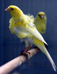 We did not find results for: What The Canary Looks Like How To Distinguish Kenar From Canary