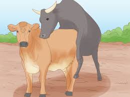 Oct 27, 2020 · 2. How To Tell If A Cow Or Heifer Has Been Bred 6 Steps