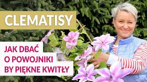 Check spelling or type a new query. Clematisy Sprawdzone Triki Jak Dbac O Powojniki By Pieknie Kwitly Youtube