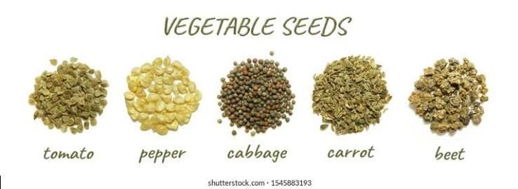 Vegetable Seeds agriculture product category