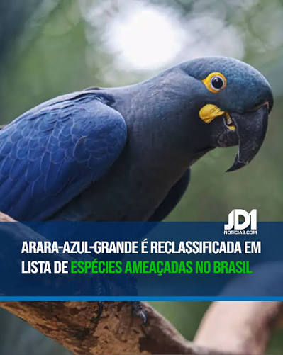 O 2&ordm; Big Day das Araras-Azuis foi anunciado para o in&iacute;cio de agosto. O evento vai reunir observadores do Brasil, Bol&iacute;via e Paraguai em um esfor&ccedil;o conjunto e comunit&aacute;rio para mapear e