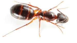 Camel crickets do go away during the winter. Why Camel Crickets Love Your Basement In The Winter Allison Pest Control Since 1917
