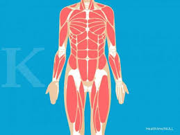 Lirik manusia bodoh oleh ada band. Jenis Jenis Otot Yang Ada Di Tubuh Manusia Serta Fungsinya