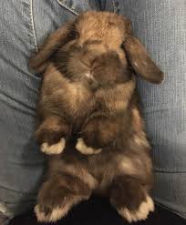 This only means giving your pet proper diet, companionship and housing. Violet And Bucky The Holland Lop Bunnies
