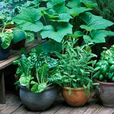 • basil is a fragrant, versatile, wildly popular herb. Tips For Growing 10 Types Of Vegetables In Containers