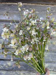 Image result for Silene