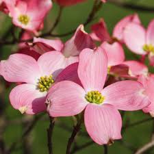 Pink flowering dogwood erupts in a cloud of showy blossoms that darken as they age. Cherokee Chief Dogwood Trees For Sale Brighterblooms Com