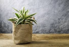 Demikian, tanaman lidah mertua, sansevieria deskripsi dan jenisnya. 5 Jenis Tanaman Hias Sansevieria Yang Cantik Termasuk Lidah Mertua Moonshine