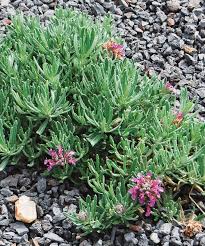 Germander (teucrium chamaedrys) liver damage life root (senecio aureus) liver damage pennyroyal (mentha pulegium) liver damage. Underused Perennials For Southern California Finegardening