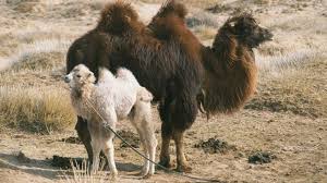 The last camel to calve this season has a protracted labor that persists for two days. The Story Of The Weeping Camel 2003 The Movie Database Tmdb