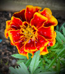 Image result for Tagetes patula