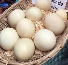 We did not find results for: Fertile Ostrich Eggs Buy Fertile Ostrich Eggs In Johannesburg South Africa