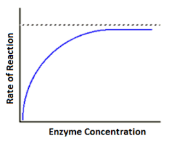 BIOCHEMISTRY / ENZYMES & SUBSTRATE CONCENTRATION - Pathwayz