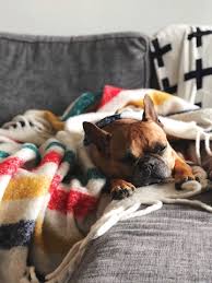 Why do dogs sleep in weird positions? A Dog S Sleeping Positions Explained Ryan Croman
