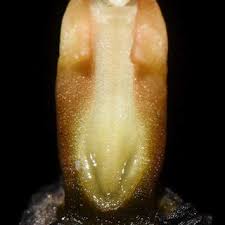 Image result for Gastrodia rwandensis