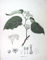 Image result for Hovenia dulcis