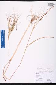 Image result for Heteropogon melanocarpus