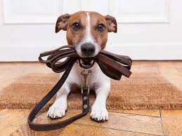 When you go away on a relaxing holiday you want to know that your pet will be safe and having a good time too. How To Become A House Sitter Saga