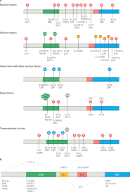 Therapeutic strategies targeting FOXO transcription factors | Nature  Reviews Drug Discovery