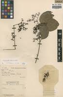 Image result for Hippocratea indica