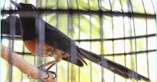Burung Murai Batu Nias Dan Kebiasaan Hidupnya Burung Hewan Peliharaan