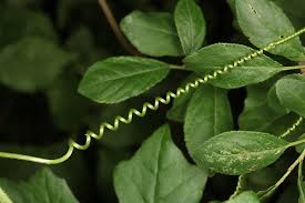 Image result for Cogniauxia trilobata